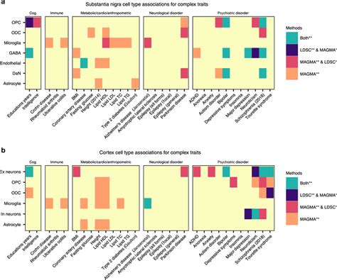 Image result for Brain Cell Types