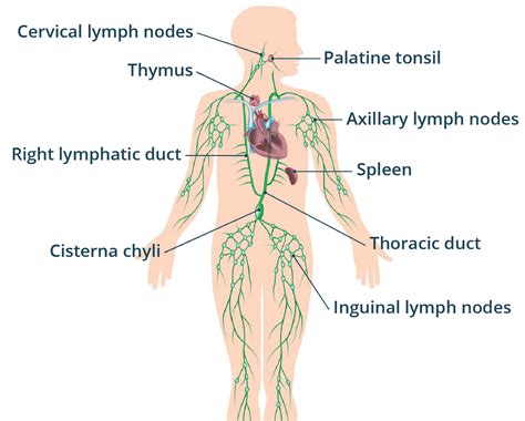 Why Remove Swollen Lymph Nodes