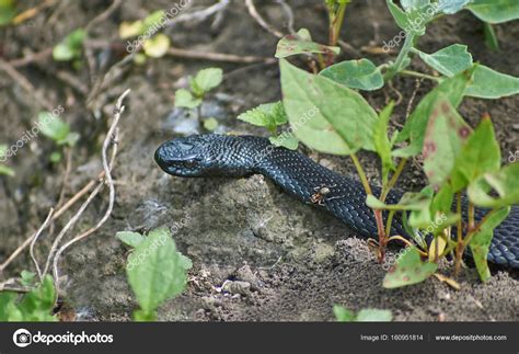 Black Snakes In Delaware