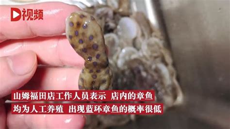 深圳网友称在山姆买到蓝环章鱼，生命安全面前别只说“概率” _www.isenlin.cn