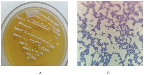 In Vitro Evaluation of Gastrointestinal Stability of Pediococcus ...