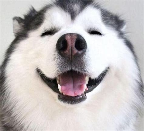 微笑犬,牙膏脸,原图_大山谷图库