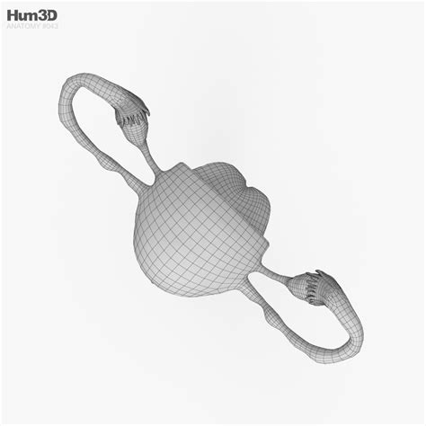 Image result for Human Reproductive System Model