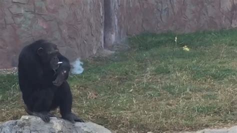 Chimp Using Fire 的图像结果