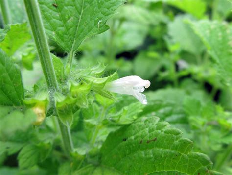 Tea Time: Lemon Balm Tea – awkward botany