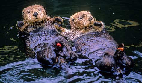 Exxon Oil Spill Animals