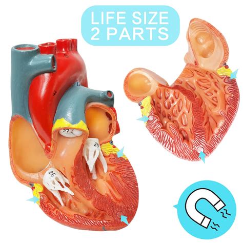HADWYN Human Heart Model Life Size Medical Heart India | Ubuy