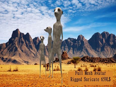 Image result for Raspberry Pi Suricate Tutorials