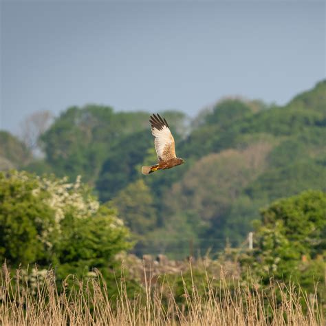 Download wallpaper 3415x3415 bird, flight, wildlife ipad pro 12.9 ...