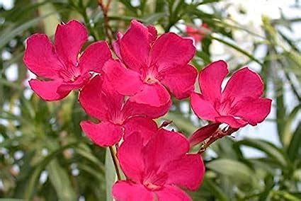 Creative Farmer Flower Seeds Bulk Karavira, Indian Oleander (Nerium ...