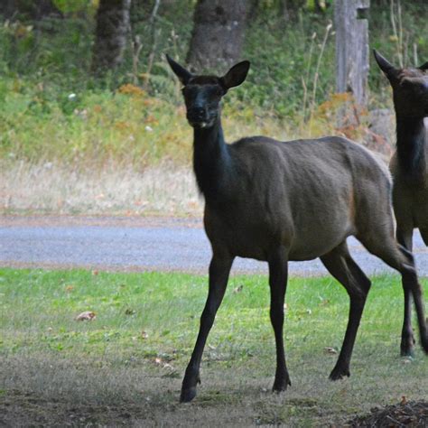 PACKWOOD RV PARK & CAMPGROUND - Campground Reviews & Photos - Tripadvisor