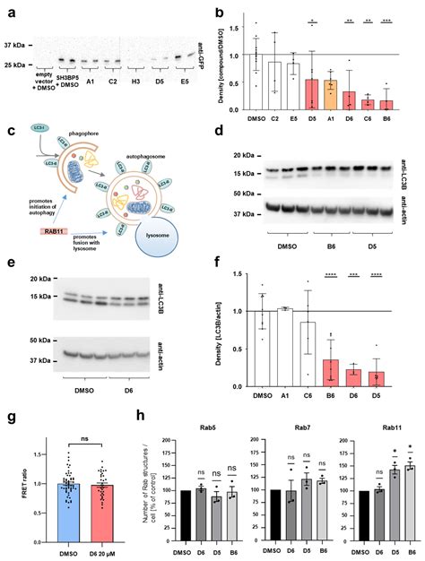 Discovery of a Small Molecule with an Inhibitory Role for RAB11