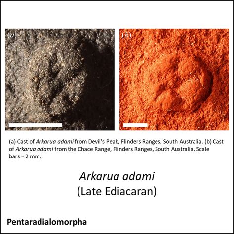 Evolution of Animals 的图像结果