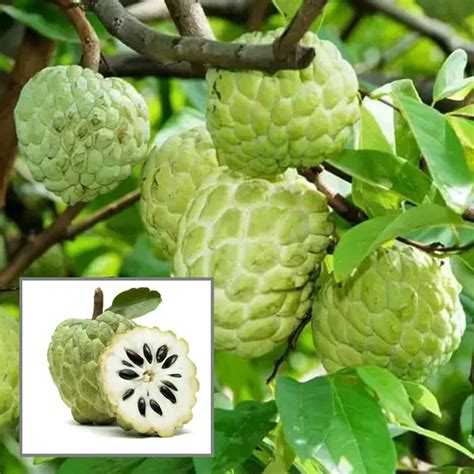 Ixora Farming Balanagar Custard Apple Sugar Apple Sitafal Ata Grafted ...