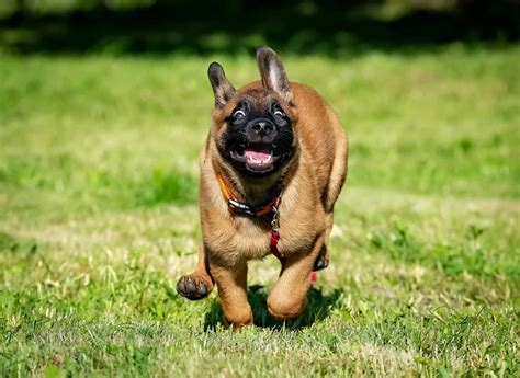 What Do Dog Zoomies Mean