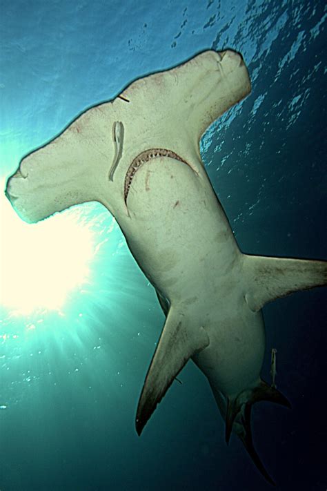 Hammerhead Shark Classification at Donna McNelly blog