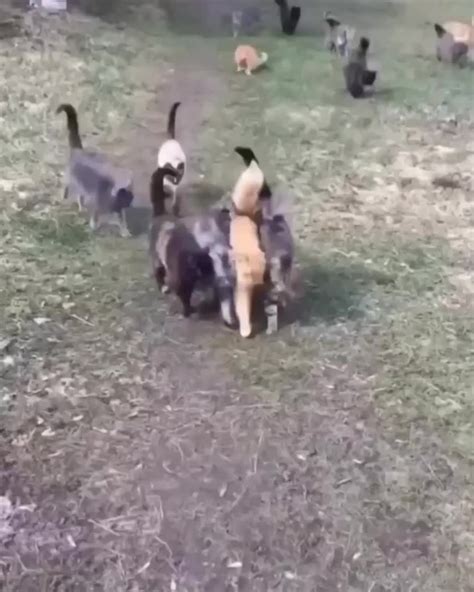 Animal Bloopers Compilation 的图像结果