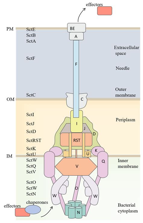 The Bacterial Type III Secretion System as a Broadly Applied Protein ...