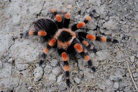 Tarantula Brachypelma Smithi