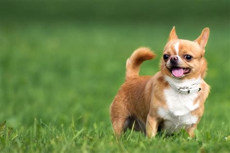 Free photo: Chihuahua - Bark, Bigears, Cute - Free Download - Jooinn