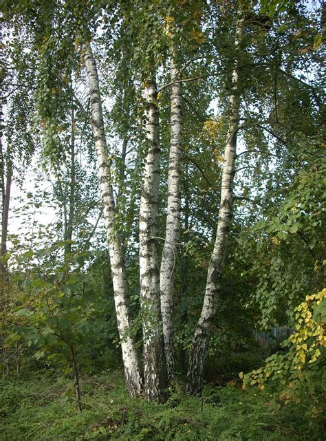Betulaceae Betula pendula European white birch Bonsai Forest, Bonsai ...