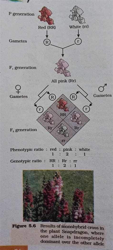 Give an example of a plant, where the F2 progeny of a monohybrid cross ...