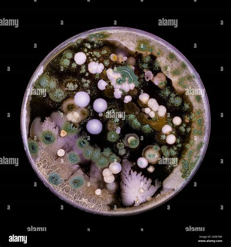 Samples of Petri dishes with a culture of microorganisms and fungi in ...
