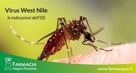 Virus West Nile, i sintomi per riconoscerlo. Ecco come prevenirlo: le indicazioni dell'ISS ...
