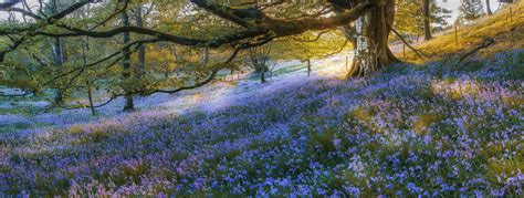 Image result for Machine Learning Bagging Tree
