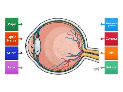 Image result for Visual Inspection Eye Structure Labeled