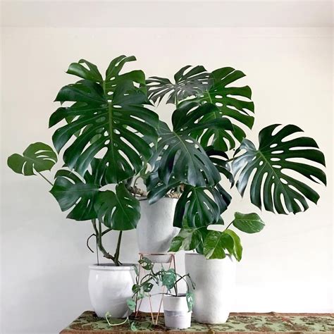 Everything You Need to Know About Monstera Plants - Singapore's #1 Gardening & Landscaping Company