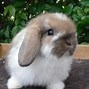 Image result for Baby Bunnies Fluffy Born