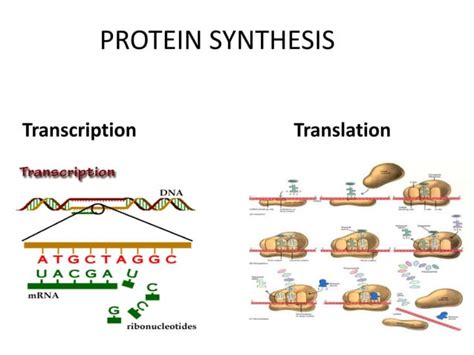 Guide RNA Function 的图像结果