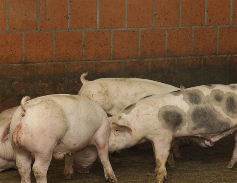 Roggen-Fütterung kann Salmonellenbelastung und Ebergeruch verbessern ...