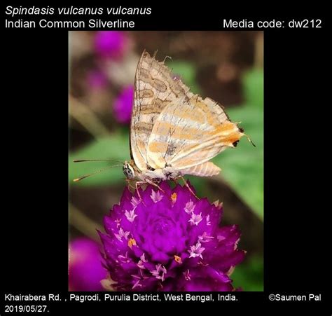 Spindasis vulcanus | Butterfly