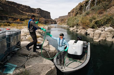 Following detection, Idaho approves budget authority to fight quagga mussels in Snake River ...