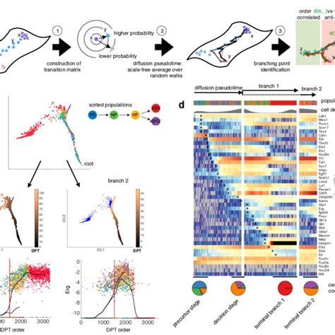 Diffusion Maps Pseudo-Time 的图像结果