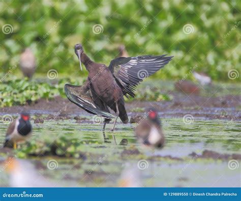 Glossy ibis bird stock photo. Image of live, ponds, snakes - 129889550