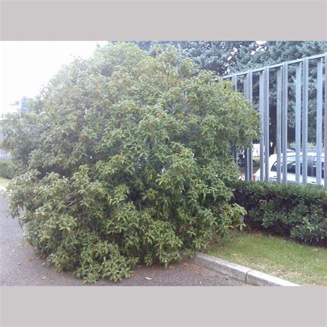 Osmanthus fragrans, Tea Olive, Sweet Olive – Dancing Oaks Nursery and ...