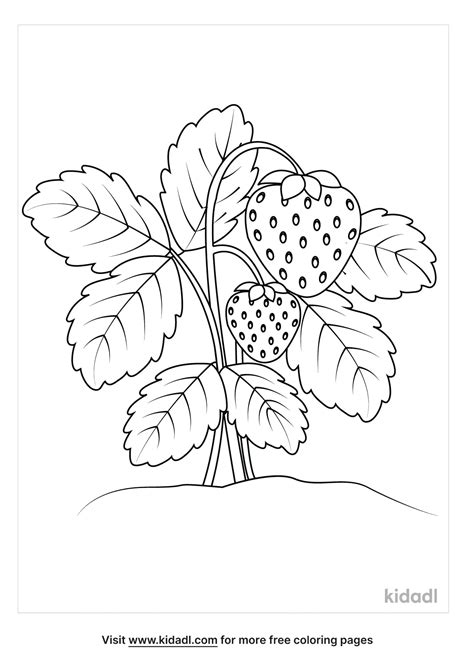 Strawberry Plant Coloring Page