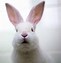 Image result for Pictures of Easter Animals