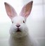 Image result for Bunny Vute