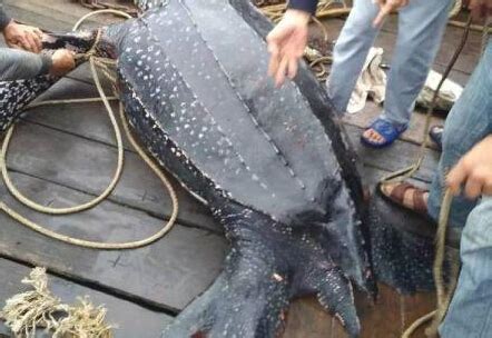 南澳渔民误捕300斤大海龟 体长一米多-国内新闻-金投热点网-金投网
