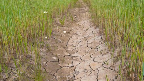 Irrigation Management – resetagri