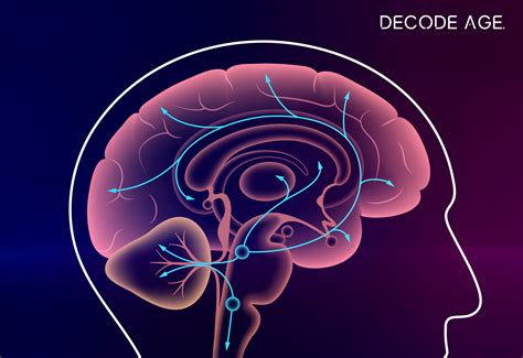 Combat Brain Fog, Enhance Cognitive Function with NMN Supplements