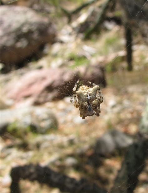 Bug Eric: Spider Sunday: Cat-faced Spider