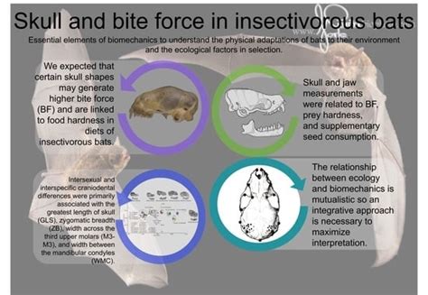 Skull Morphology, Bite Force, and Diet in Insectivorous Bats from ...