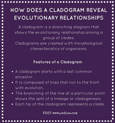 Image result for Simple Cladogram