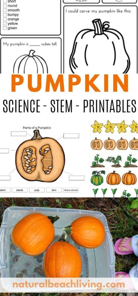 Image result for Pumpkin Object Lesson