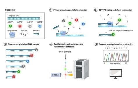 Image result for Sequencing Method